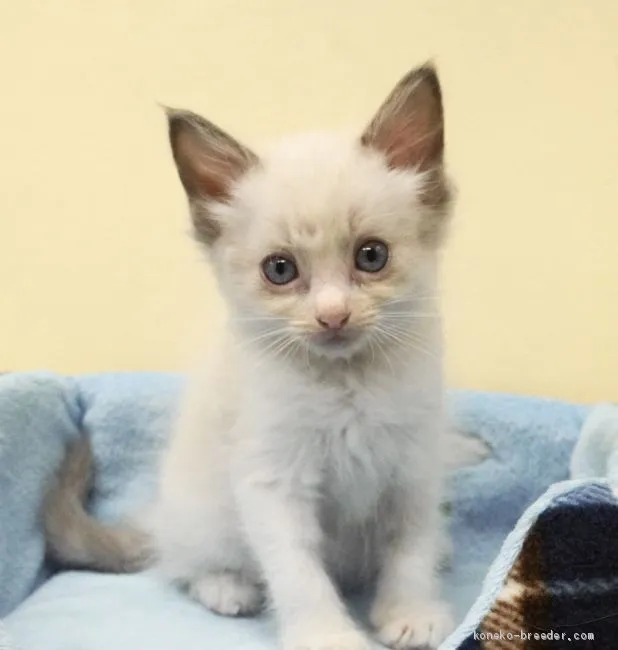ID:2008-01770の子猫