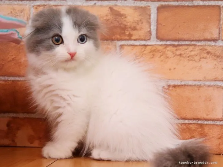 ID:2107-00091の子猫