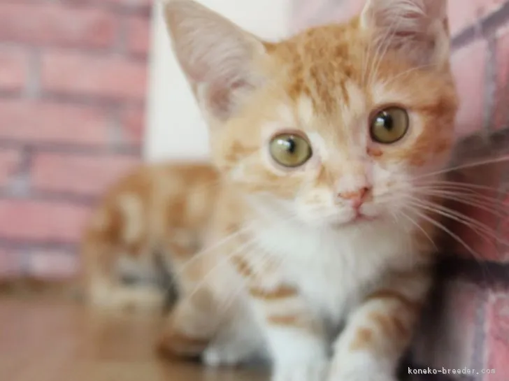 ID：1804-00945の子猫