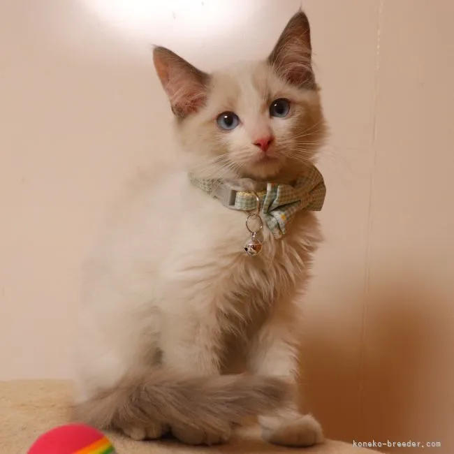 ID:2202-00517の子猫