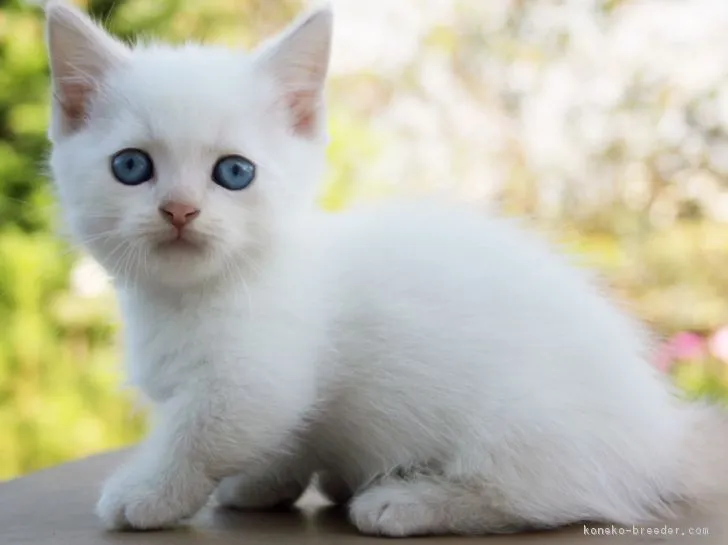 ID：1709-00457の子猫