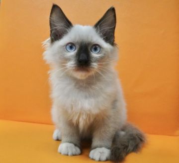 ラグドール【埼玉県・男の子・2020年8月6日・シールポイントミテッド】の写真「靴下とお鼻がポイント！性格の良い男の子です。」