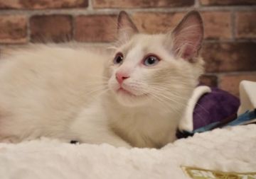 ラグドール【埼玉県・男の子・2020年11月8日・ブルーポイントバイカラー】の写真「ふわふわキレイな男の子です🌟」