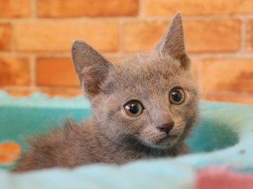 ロシアンブルー【埼玉県・男の子・2021年10月11日・ブルー】の写真「両親遺伝子検査異常なし🍀」