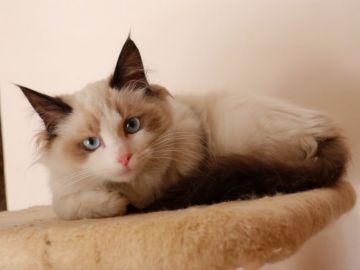 ラグドール【埼玉県・女の子・2021年8月23日・シールポイントバイカラー】の写真「両親遺伝子検査異常なし🍀甘えん坊🧡」