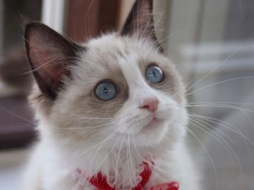 ラグドール【埼玉県・女の子・2016年11月15日・シールポイントバイカラー】の写真「元気いっぱいお姫様👸🏼💓」