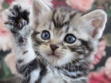 アメリカンショートヘア【埼玉県・男の子・2017年5月7日・シルバータビー】の写真「まん丸お顔のイケメン王子🤴❤️」