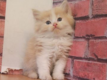 スコティッシュフォールド(立ち耳)【埼玉県・男の子・2018年4月14日・クリーム&ホワイト】の写真「優しい色のイケメンくん❤️」