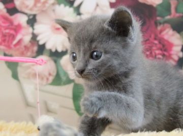 ロシアンブルー【埼玉県・女の子・2017年4月30日・ブルー（短毛）】の写真「元気いっぱい可愛いお姫様❤️」