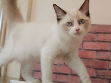 ラグドール【埼玉県・女の子・2018年8月3日・シールポイントバイカラー】の写真「🌟元気いっぱい美人さん🌟」