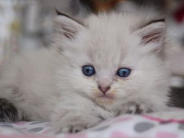 ミヌエット【埼玉県・女の子・2017年3月24日・シールリンクスポイント】の写真「足長美人さんミヌエット👸🏼❤️」