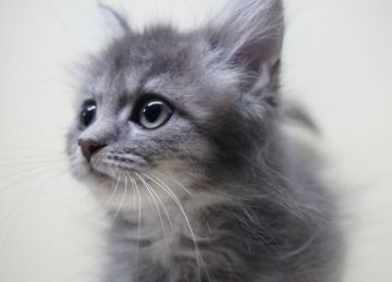 サイベリアン【埼玉県・女の子・2020年10月31日・ブルー】の写真「優しいお色とお顔が可愛い女の子です✨」