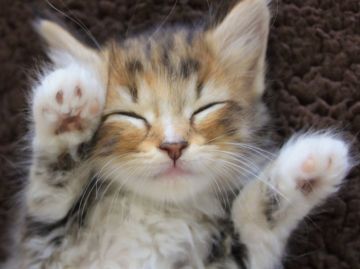 マンチカン×ノルウェージャンフォレストキャット【埼玉県・女の子・2017年4月29日・ブラックタビー&ホワイト】の写真「甘えん坊で可愛いお姫様👸💓」