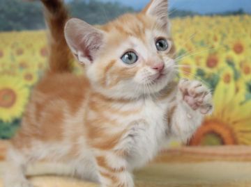 マンチカン【埼玉県・女の子・2017年6月4日・レッドタビー&ホワイト】の写真「大人気！！！クリクリおめめの短足girl❤️」