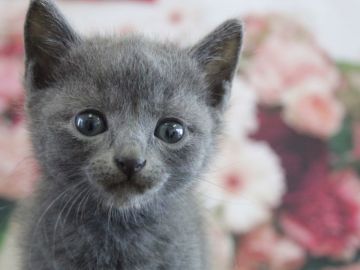 ロシアンブルー【埼玉県・男の子・2017年4月30日・ブルー】の写真「イケメン王子🤴💓」