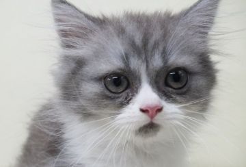 スコティッシュフォールド(立ち耳)【埼玉県・女の子・2020年6月13日・ブルータビー&ホワイト】の写真「可愛い女の子です🥰」