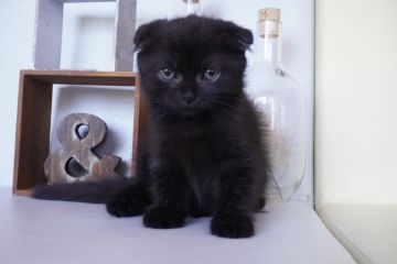 スコティッシュフォールド(折れ耳)【埼玉県・女の子・2020年6月13日・ブラック】の写真「折れ耳❤️性格良◎ブラックの女の子🥰」