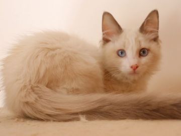 ラグドール【埼玉県・男の子・2021年11月1日・ブルーポイントバイカラー】の写真「両親遺伝子検査異常なし🍀」