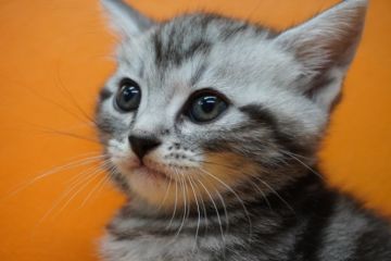 アメリカンショートヘア【埼玉県・男の子・2020年9月20日・シルバータビー】の写真「美形な男の子です✨」