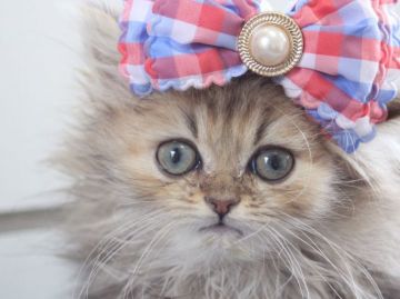 ペルシャ【埼玉県・男の子・2016年12月16日・チンチラゴールデン】の写真「小ぶりで甘えん坊王子様🤴🏼💓」