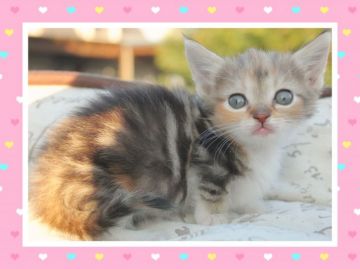 マンチカン×ノルウェージャン【埼玉県・女の子・2017年10月14日・キャリコ】の写真「優しい色が人気！！短足❤️❤️❤️」