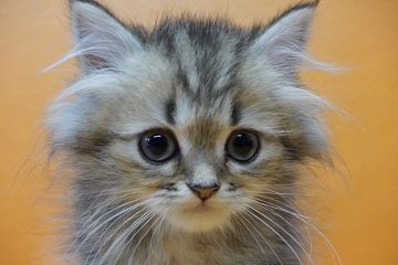 ペルシャ(チンチラ)【埼玉県・女の子・2020年7月20日・チンチラゴールデン】の写真「おめめクリクリ💕のんびり屋さんな可愛い女の子です✨」