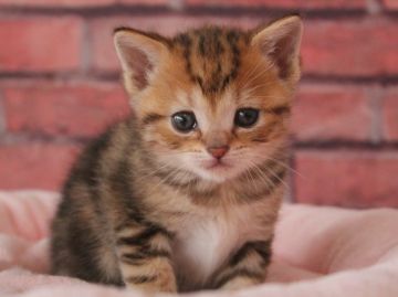 マンチカン(長足)【埼玉県・女の子・2018年2月10日・ブラウンタビー】の写真「まん丸お顔がとっても可愛いお姫様❤️」