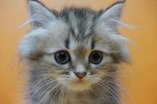 ペルシャ(チンチラ)【埼玉県・女の子・2020年7月20日・チンチラゴールデン】の写真1