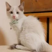 ラグドール【埼玉県・男の子・2021年12月27日・ブルーポイントバイカラー】の写真2