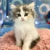 サイベリアン【埼玉県・女の子・2024年6月5日・ダイリュートキャリコ】の写真2