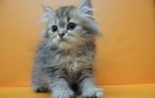 ペルシャ(チンチラ)【埼玉県・女の子・2020年7月20日・チンチラゴールデン】の写真3