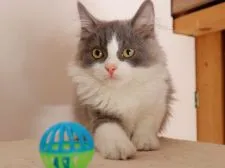 サイベリアン【埼玉県・男の子・2021年9月6日・ブルー&ホワイト】の写真3