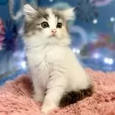 サイベリアン【埼玉県・女の子・2024年6月5日・ダイリュートキャリコ】の写真3