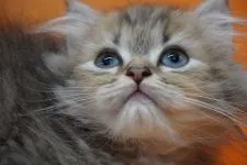 ペルシャ(チンチラ)【埼玉県・女の子・2020年7月20日・チンチラゴールデン】の写真5