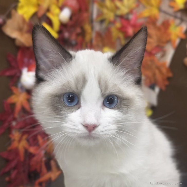 ブリーダー画像