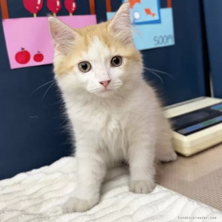 S.M 様のお迎えした子猫