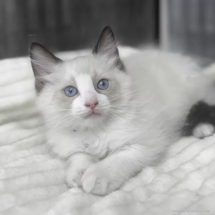 ID：2506-00567の子猫