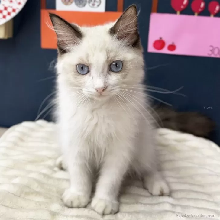 ID:2508-00655の子猫