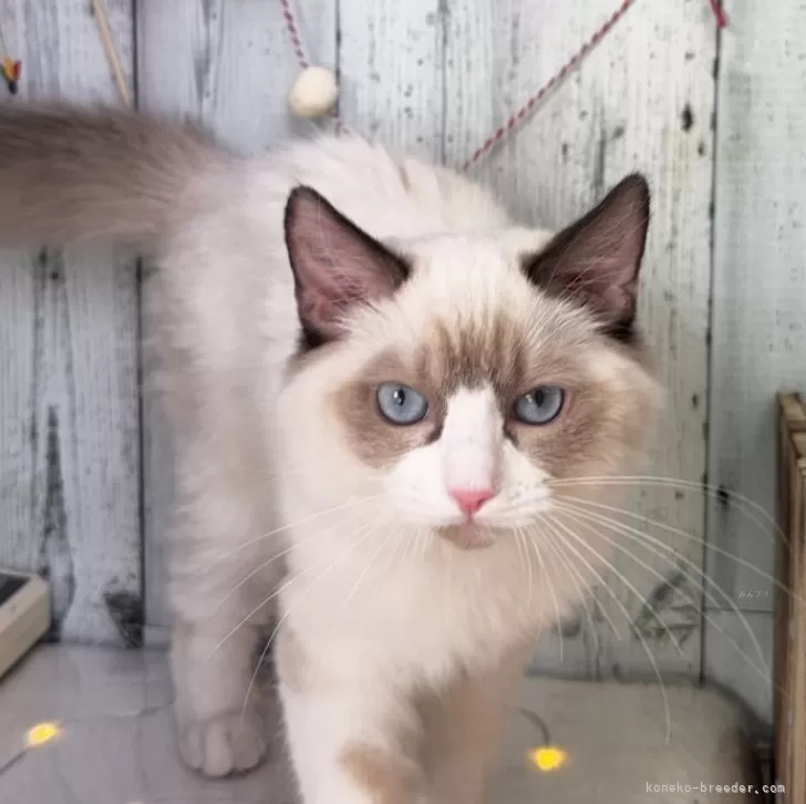 ラグドール【埼玉県・男の子・2025年8月13日・シールポイントバイカラー】の写真1「12/27時点で2.1キロです」