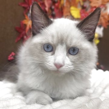 ラグドール【埼玉県・男の子・2025年8月13日・シールポイントバイカラー】の写真「ブルーの瞳がキレイな可愛い男の子」