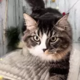 ラグドール×サイベリアン