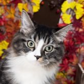 ラグドール×サイベリアン