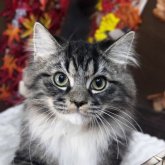 ラグドール×サイベリアン