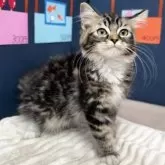 ラグドール×サイベリアン【埼玉県・男の子・2025年5月3日・ブラウンタビー&ホワイト】の写真3