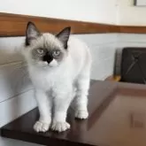 ラグドール【埼玉県・女の子・2024年12月24日・シールポイントミテッド】の写真7