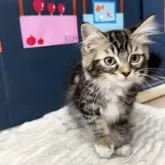 ラグドール×サイベリアン【埼玉県・男の子・2025年5月3日・ブラウンタビー&ホワイト】の写真7