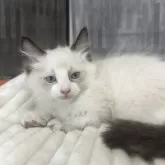 ラグドール【埼玉県・男の子・2025年4月4日・シールポイントバイカラー】の写真9