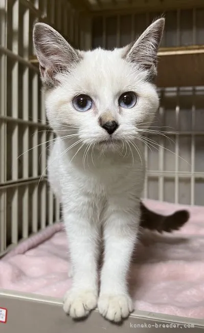 ID:2112-00811の子猫