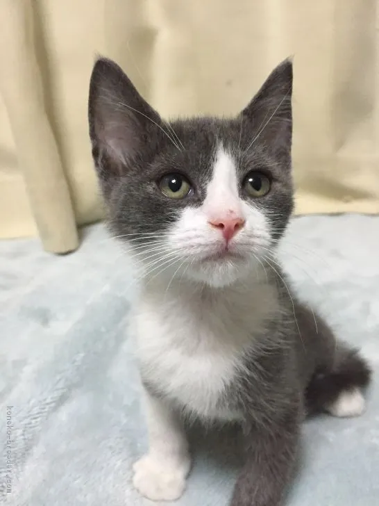 ID:1802-01036の子猫
