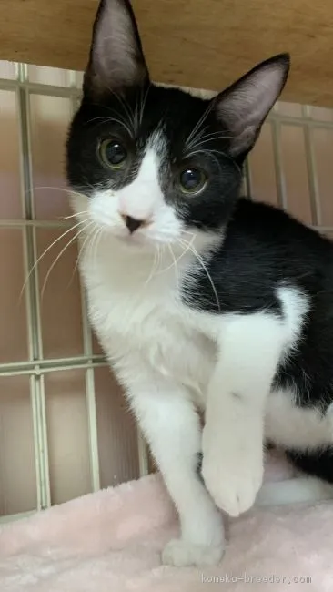 ID：2006-00452の子猫